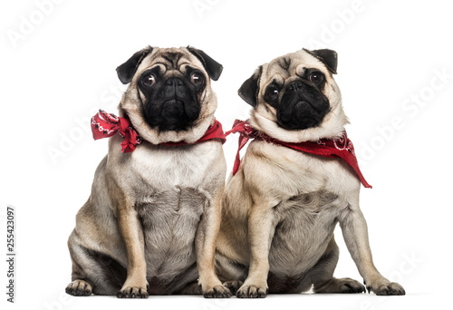 Pug, 2 years old and 1 year old, sitting in front of white backg