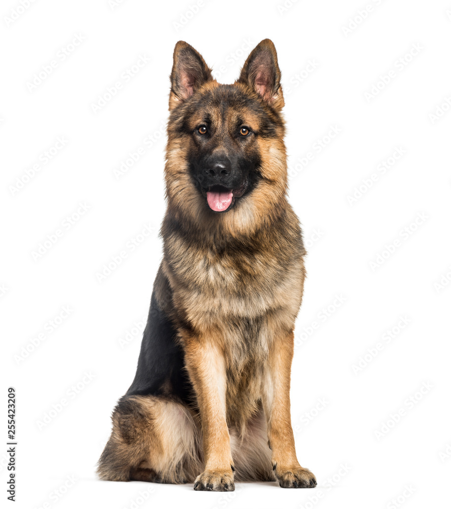 German Shepherd, 1 year old, sitting in front of white backgroun German Shepherd, 1 year old, sitting in front of white backgroun