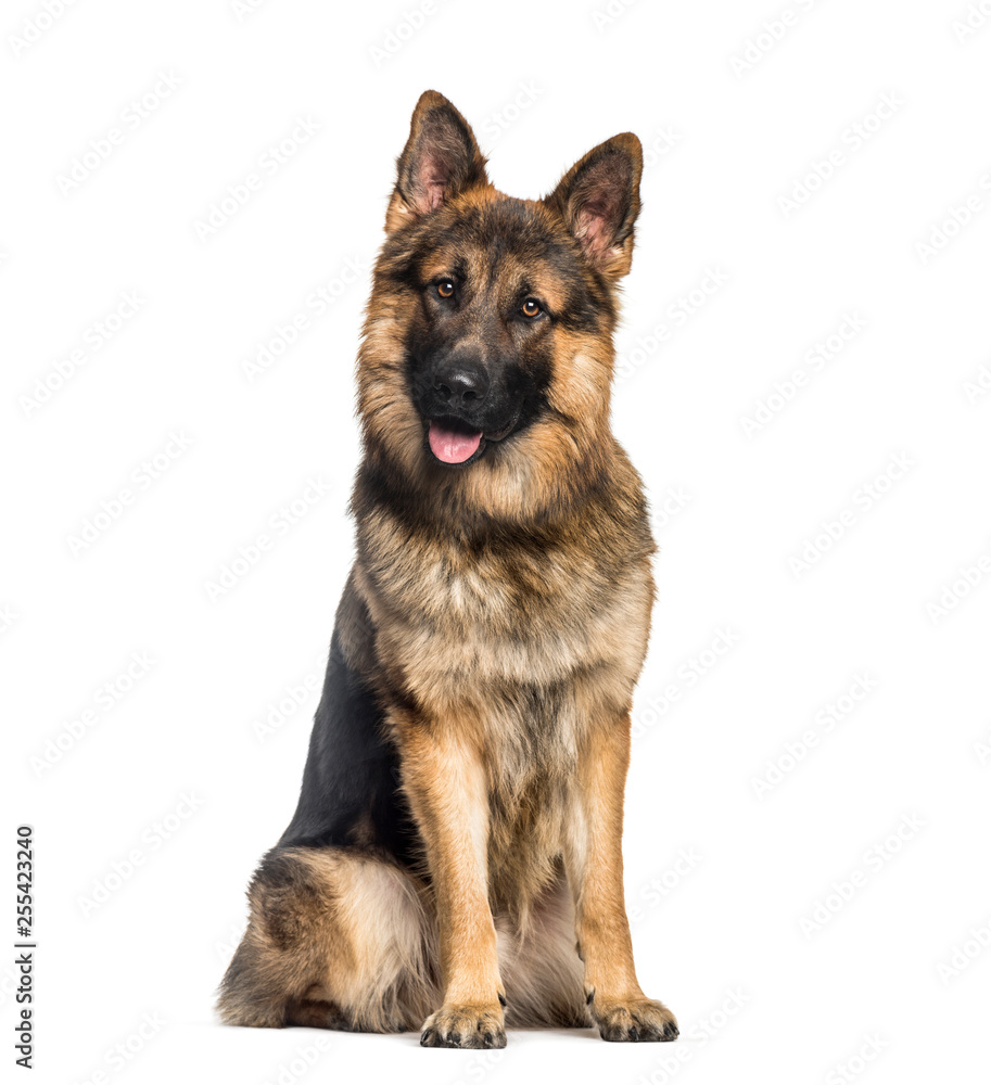 German Shepherd, 1 year old, sitting in front of white backgroun