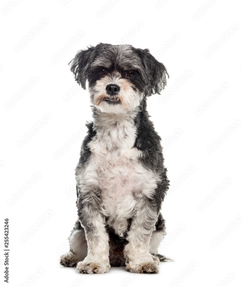 Mixed-breed dog, 6 years old, sitting in front of white backgrou