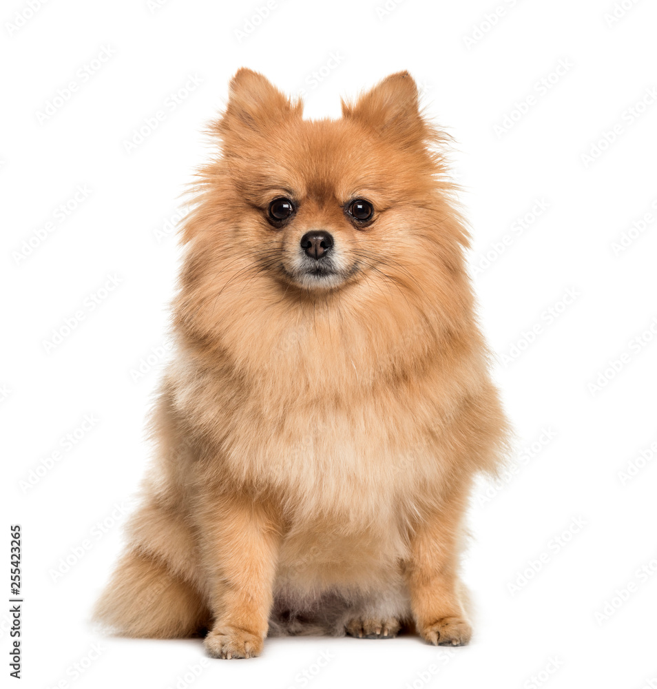 Pomeranian, 3 years old, sitting in front of white background