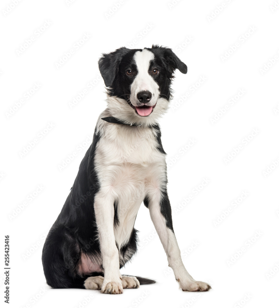 Border Collie, 6 months old, sitting in front of white backgroun Border Collie, 6 months old, sitting in front of white backgroun