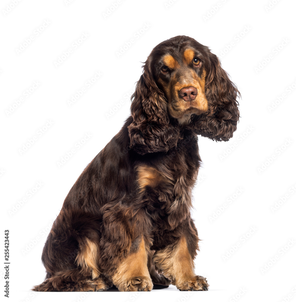 Cocker Spaniel, 16 months old, sitting in front of white backgro