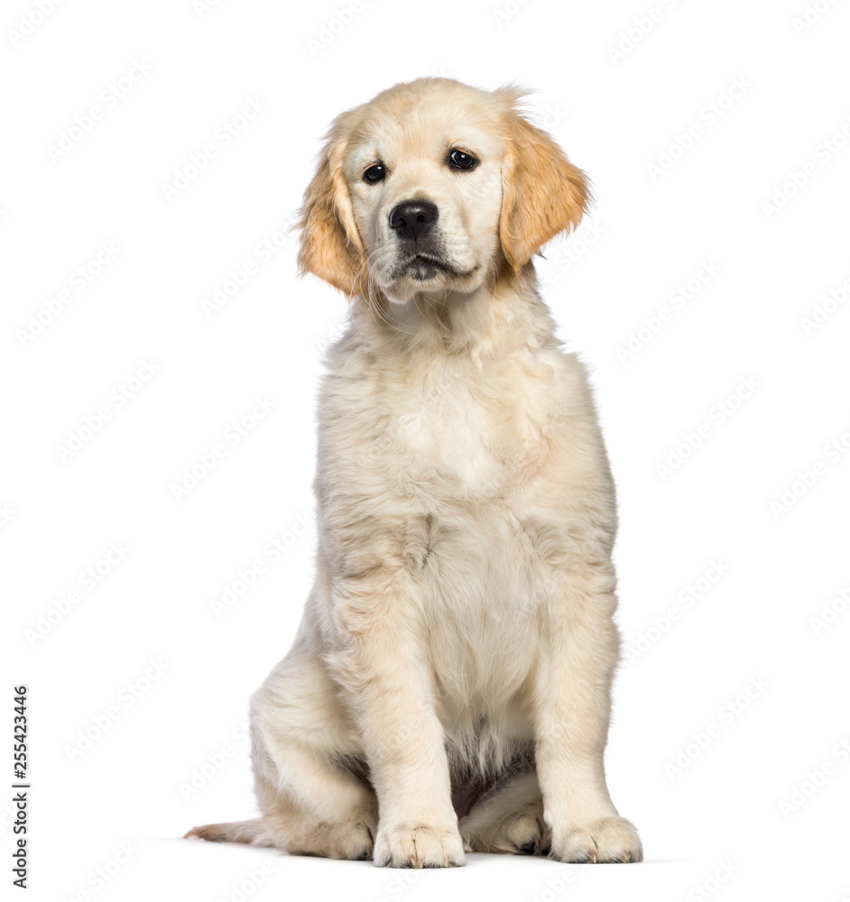 Golden Retriever, 3 months old, sitting in front of white backgr
