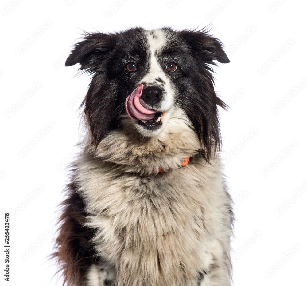 Border Collie, 11 years old, in front of white background