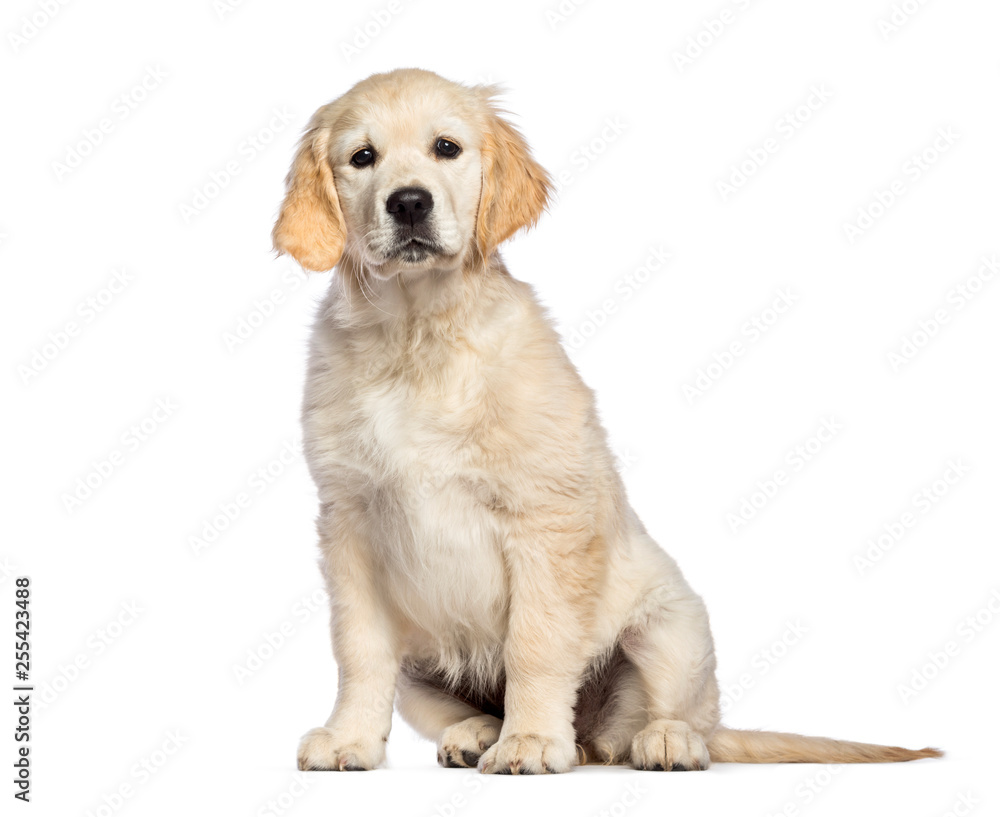 Golden Retriever, 3 months old, sitting in front of white backgr Golden Retriever, 3 months old, sitting in front of white backgr