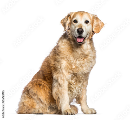 Golden Retriever, 12 years old sitting in front of white backgro