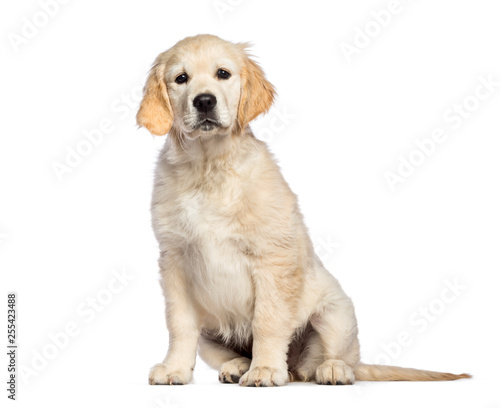 Golden Retriever, 3 months old, sitting in front of white backgr
