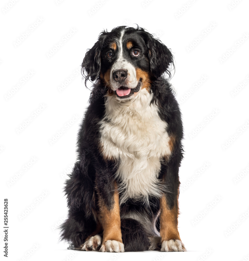 Bernese Mountain Dog, 7 years old, sitting in front of white bac