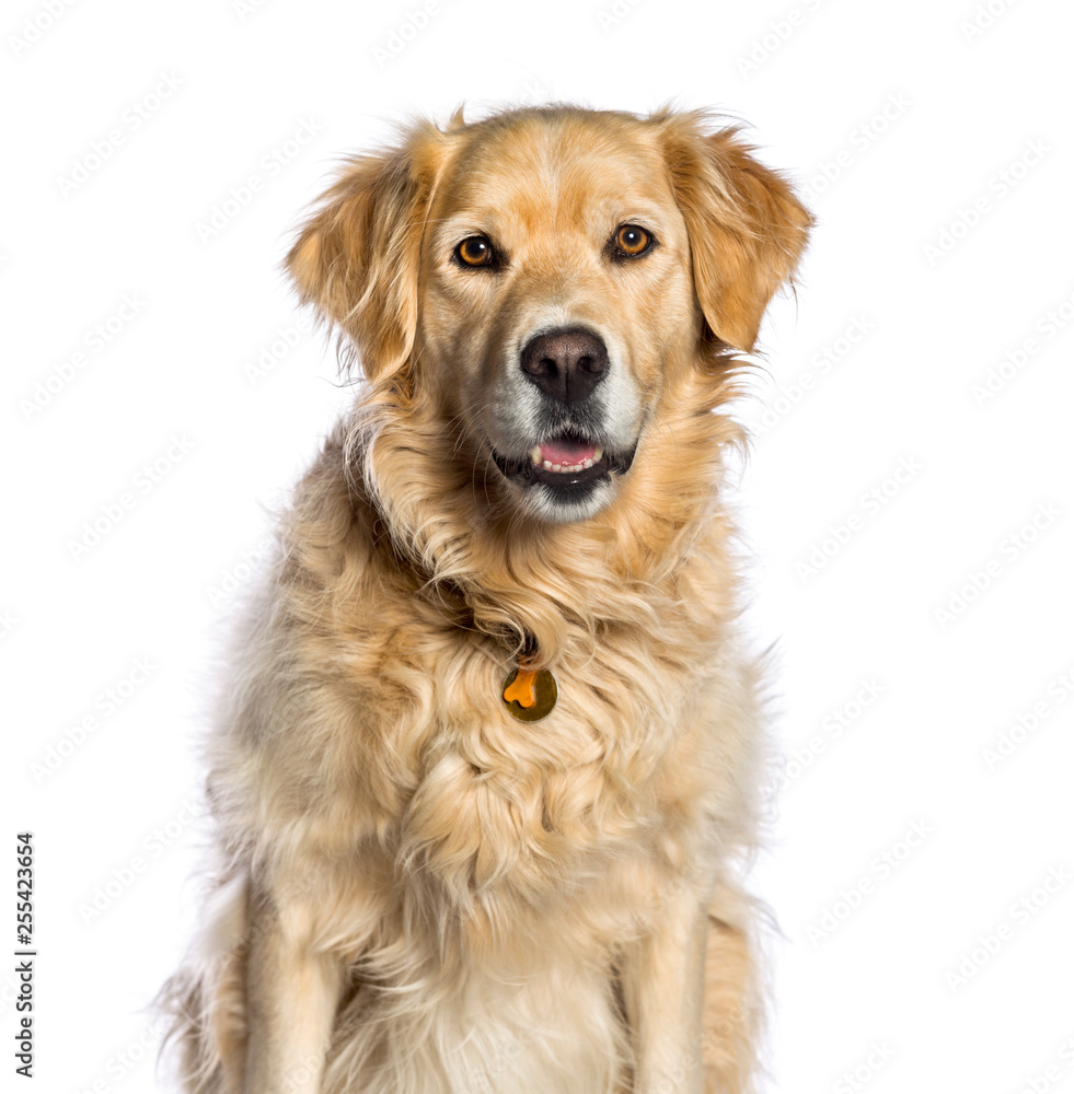 Golden Retriever, 5 years old, in front of white background