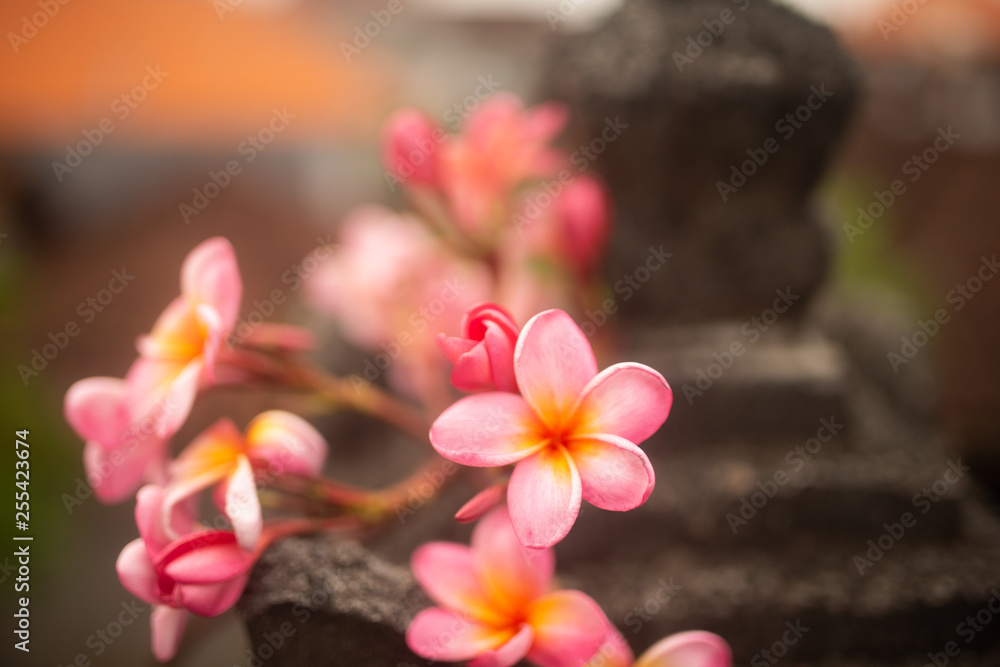  tender pink frangipani flowers on dark background n in Bali