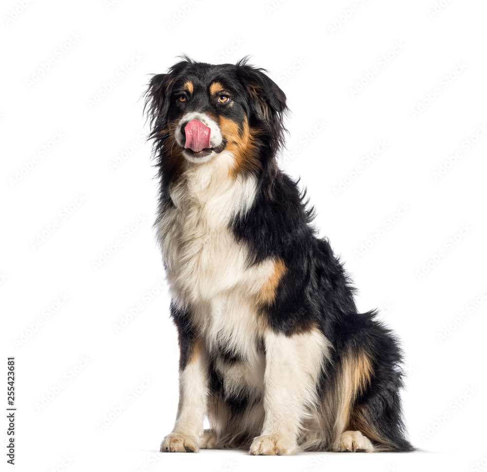 Australian Shepherd, 1 year old, sitting in front of white backg Australian Shepherd, 1 year old, sitting in front of white backg