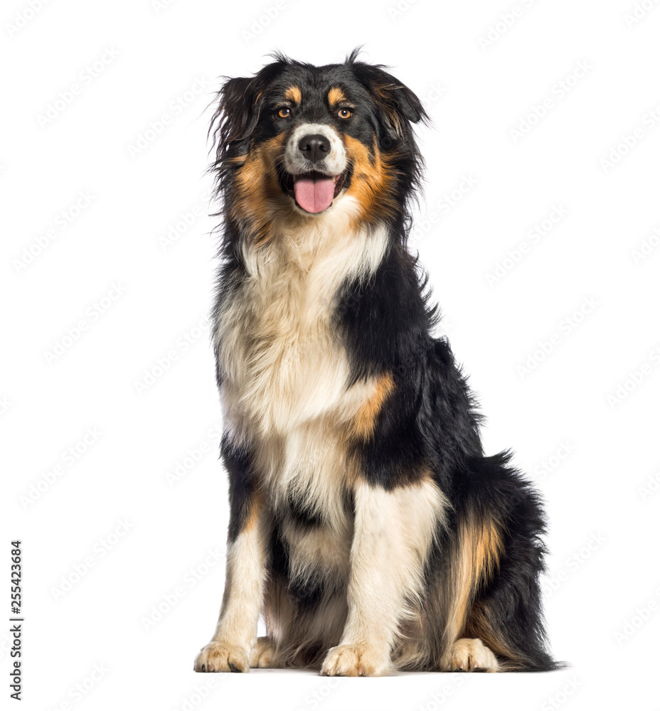 Australian Shepherd, 1 year old, sitting in front of white backg Australian Shepherd, 1 year old, sitting in front of white backg