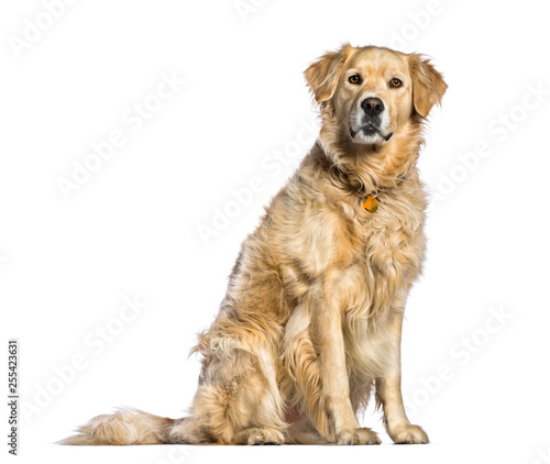 Golden Retriever  5 years old  sitting in front of white backgro