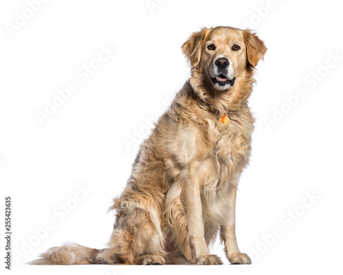 Golden Retriever, 5 years old, sitting in front of white backgro © Eric Isselée