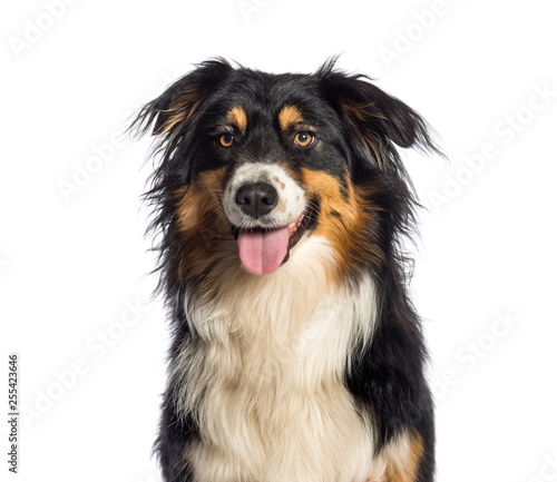 Australian Shepherd  1 year old  in front of white background