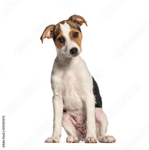 Fox Terrier, 3 months old, sitting in front of white background © Eric Isselée