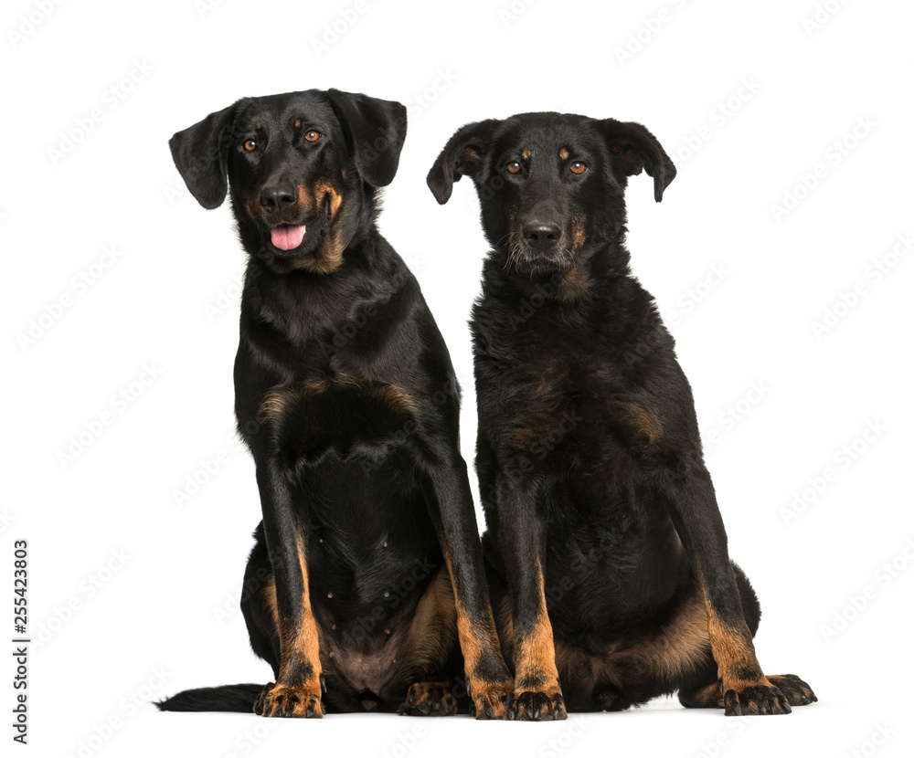 Beauceron, 6 years and 10 years old, sitting in front of white b Beauceron, 6 years and 10 years old, sitting in front of white b