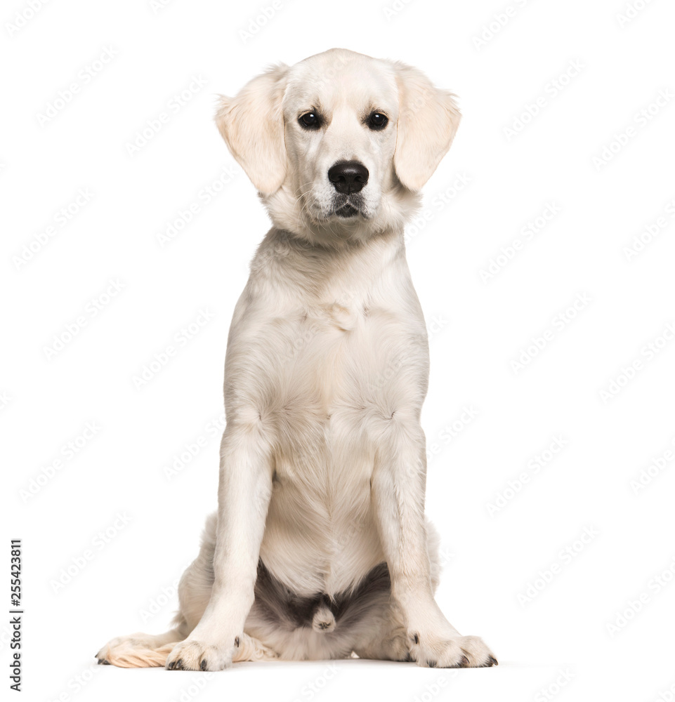 Golden Retriever, 6 months old, sitting in front of white backgr
