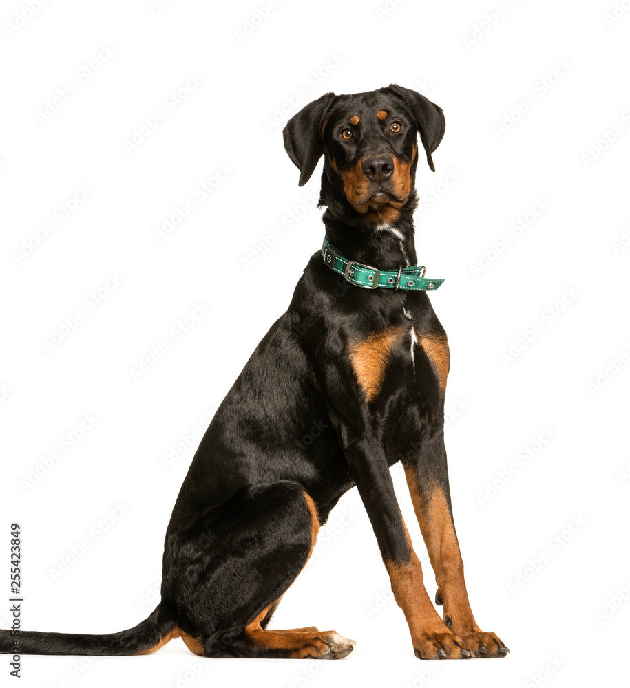 Doberman, 10 years old, sitting in front of white background