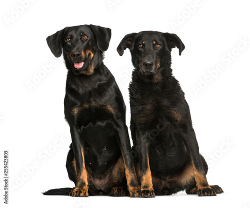 Beauceron, 6 years and 10 years old, sitting in front of white b © Eric Isselée
