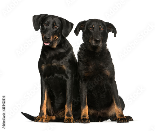 Beauceron, 6 years and 10 years old, sitting in front of white b © Eric Isselée