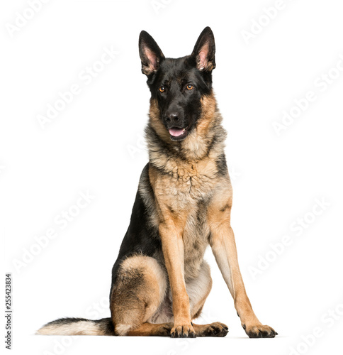 German Shepherd, 4 years old, sitting in front of white backgrou