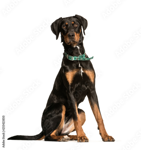 Doberman, 10 years old, sitting in front of white background