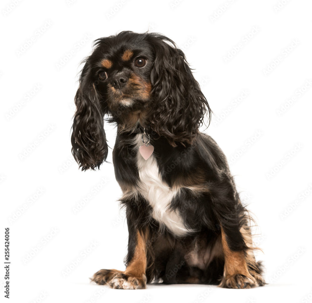 Cavalier King Charles, 1 year old, sitting in front of white bac Cavalier King Charles, 1 year old, sitting in front of white bac