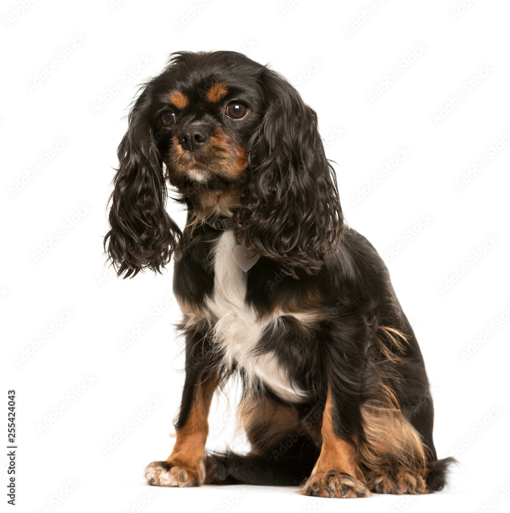 Cavalier King Charles, 1 year old, sitting in front of white bac Cavalier King Charles, 1 year old, sitting in front of white bac