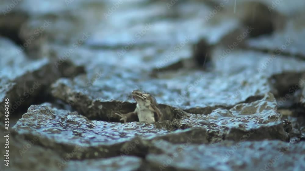 frog soil crack and raining frog soil crack and raining