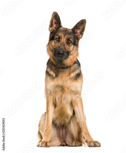 Photos German Shepherd, 2 years old, sitting in front of white backgrou