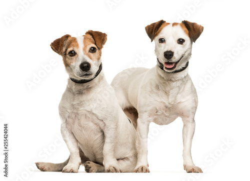 Jack Russell  8 years and 4 years old  sitting in front of white