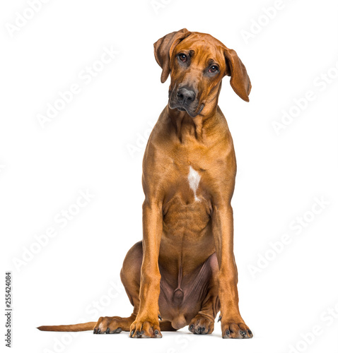 Rhodesian Ridgeback  5 months old  sitting in front of white bac