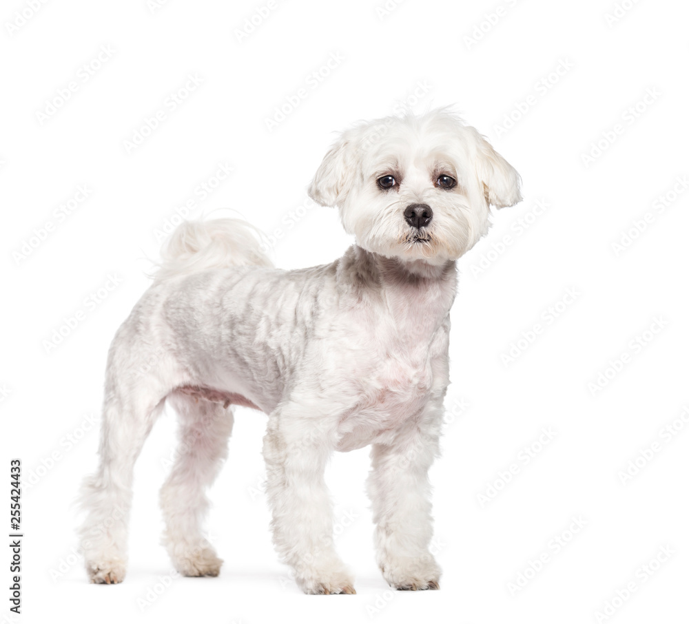 Maltese dog in front of white background Maltese dog in front of white background