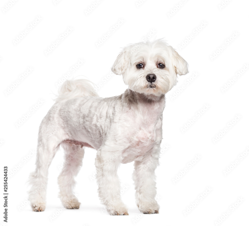 Maltese dog in front of white background