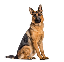 German Shepherd sitting in front of white background