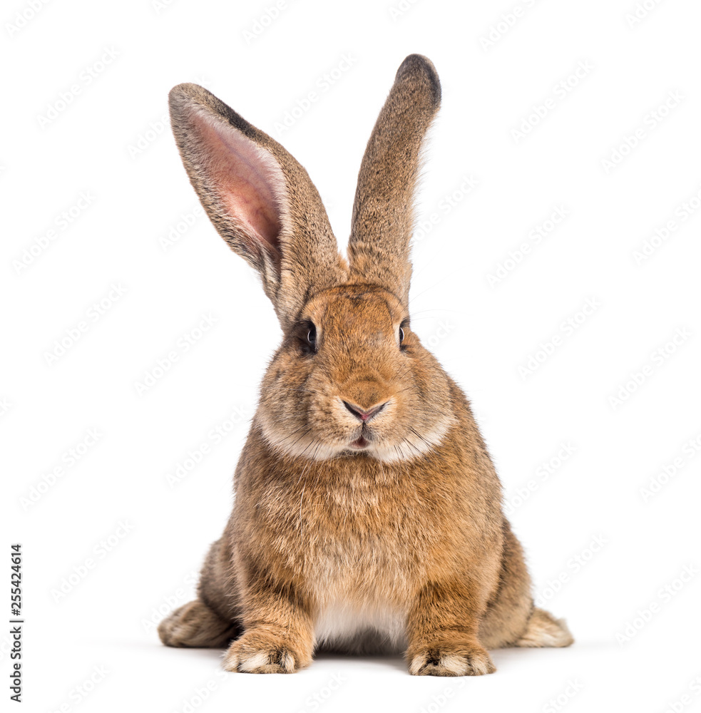 Flemish Giant rabbit, 6 months old, in front of white background Flemish Giant rabbit, 6 months old, in front of white background