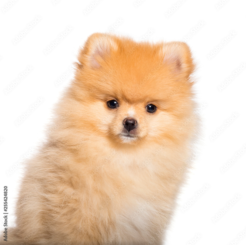 Obraz premium Pomeranian, 4 months old, in front of white background