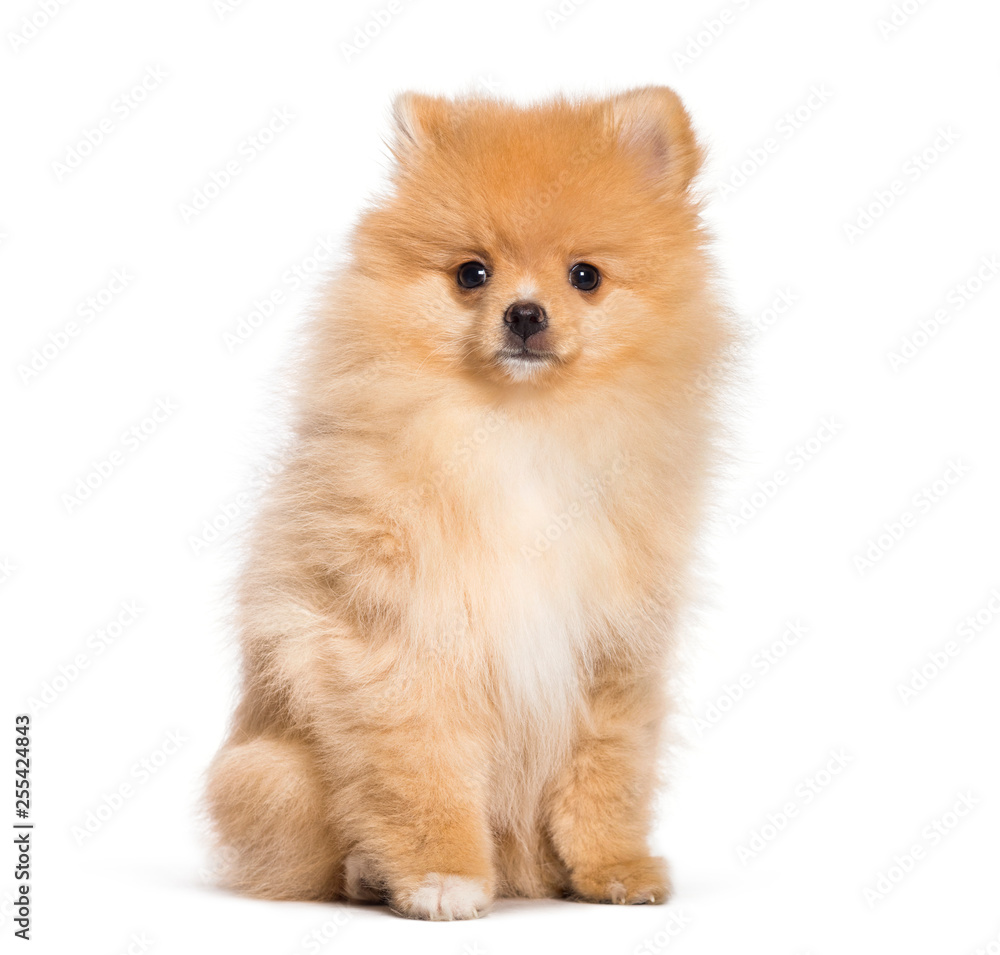 Pomeranian, 4 months old, in front of white background Pomeranian, 4 months old, in front of white background