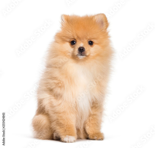 Pomeranian, 4 months old, in front of white background © Eric Isselée