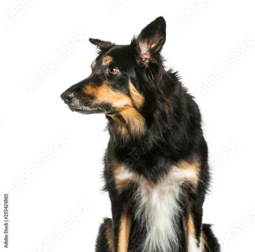 Border Collie sitting in front of white background © Eric Isselée