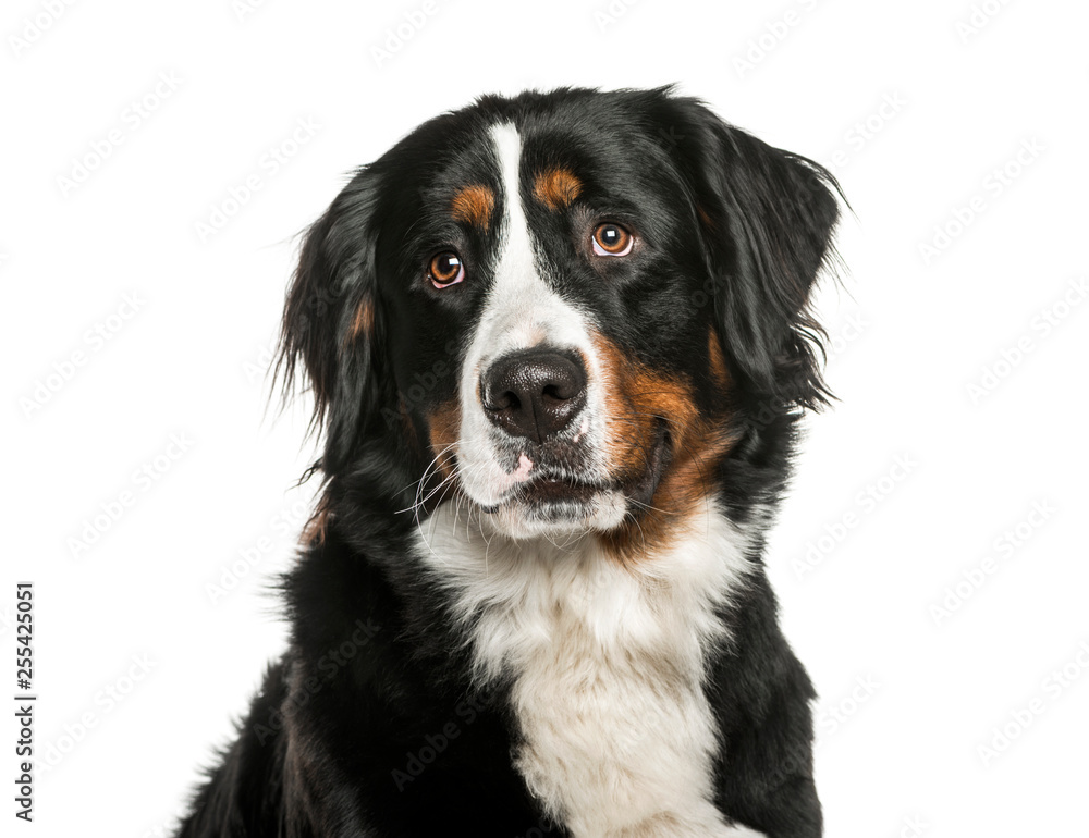 Bernese Mountain Dog in front of white background