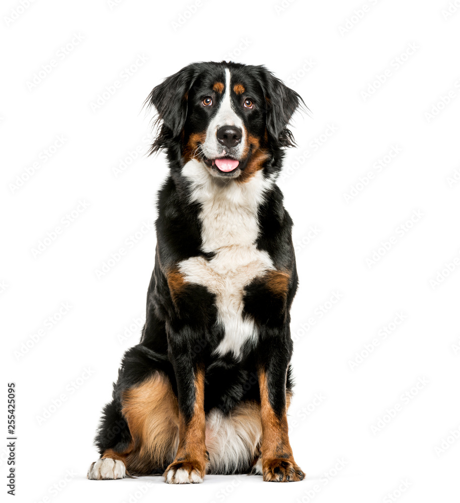 Bernese Mountain Dog sitting in front of white background