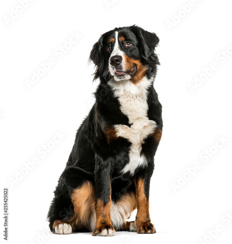 Bernese Mountain Dog sitting in front of white background