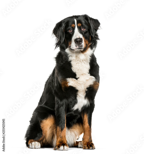 Bernese Mountain Dog sitting in front of white background © Eric Isselée