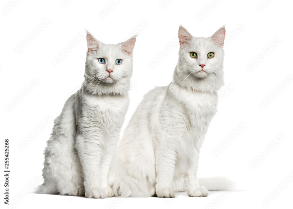 Fototapeta premium Maine Coon sitting in front of white background