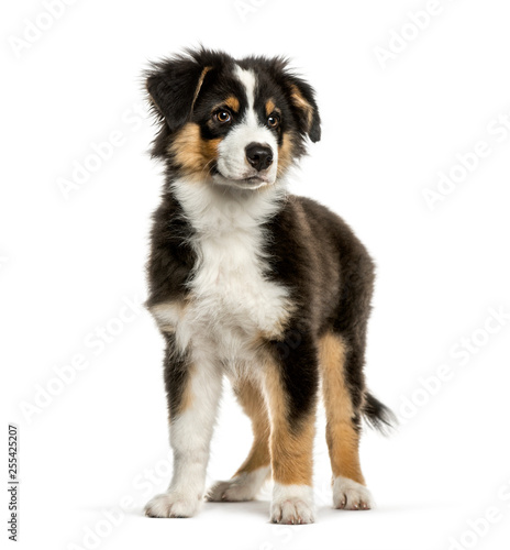 Australian Shepherd, 4 months old, in front of white background © Eric Isselée