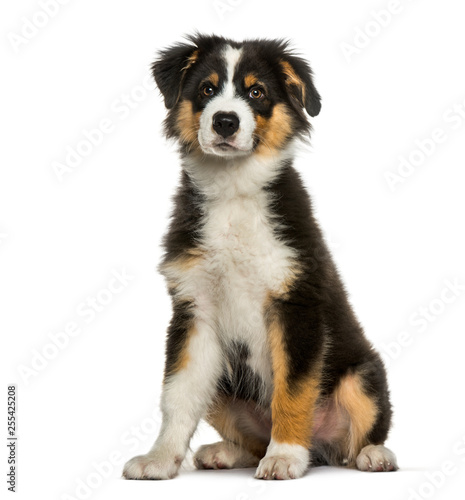 Australian Shepherd, 4 months old, sitting in front of white bac