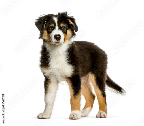 Australian Shepherd, 4 months old, in front of white background